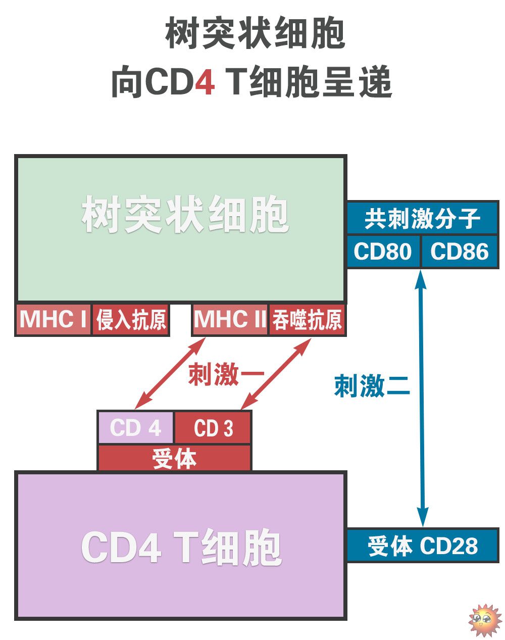 0210-״ʵ-CD4ϸ.jpg