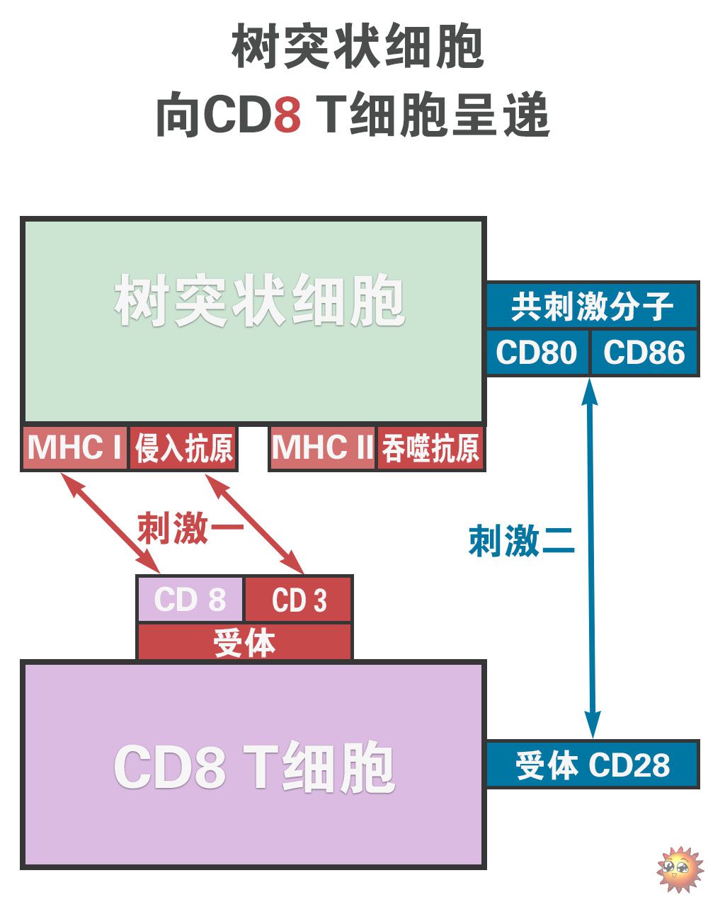 0210-״ʵ-CD8ϸ.jpg